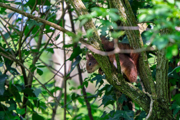 France - Mazeres - Eurasian Red Squirrel (Sciurus vulgaris) - Squirrel climbing a tree in its natural habitat