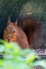 France - Mazeres - Eurasian Red Squirrel (Sciurus vulgaris) - Close-up of squirrel eating in its habitat