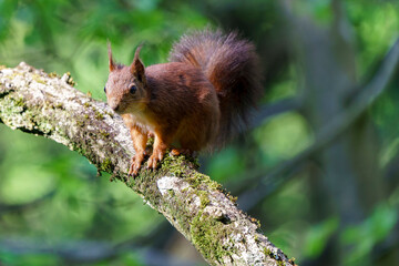 France - Mazeres - Eurasian Red Squirrel (Sciurus vulgaris) - Squirrel perched on a tree branch