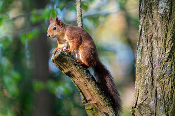 France - Mazeres - Eurasian Red Squirrel (Sciurus vulgaris) - Squirrel sitting on a tree branch