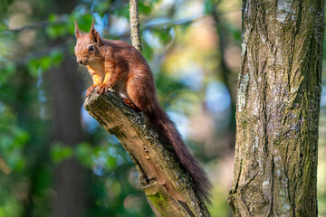 France - Mazeres - Eurasian Red Squirrel (Sciurus vulgaris) - Squirrel resting on a tree branch