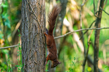 France - Mazeres - Eurasian Red Squirrel (Sciurus vulgaris) - Squirrel climbing headfirst down a tree trunk