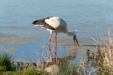 France - Mazeres - White Stork (Ciconia ciconia) - Stork wading through water in a bird sanctuary