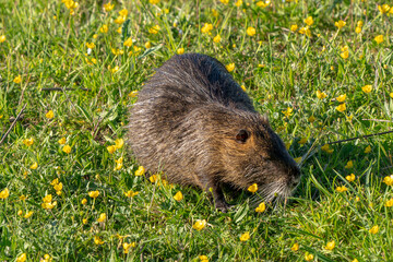 France - Mazeres - Coypu (Myocastor coypus) - Coypu grazing in a grassland at a sanctuary