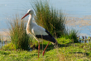 France - Mazeres - White Stork (Ciconia ciconia) - Stork standing tall in a wetland sanctuary