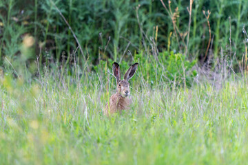 France - Mazeres - European Hare (Lepus europaeus) - Hiding in tall grass near forest edge