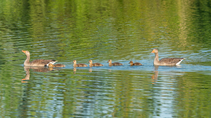France - Mazeres - Greylag Goose (Anser anser) - Family swimming across reflective pond