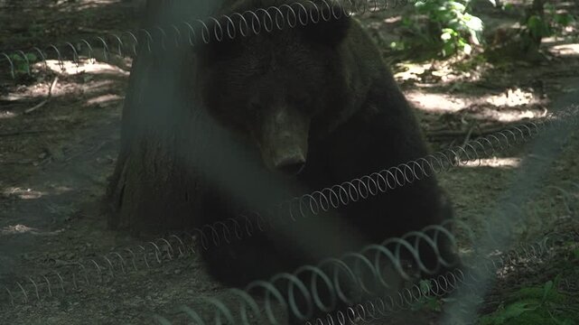 A large brown bear with post-traumatic stress disorder undergoing rehabilitation at a bear sanctuary in the Carpathian Mountains is filmed sitting motionless and staring at one spot, a sad sight.