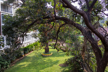 Tropical hotel courtyard in Goa with green lawn and arching trees on a hot, humid day