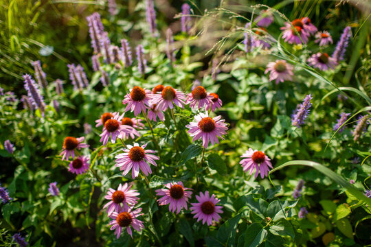Echinacea purpurea blooming by agastache in summer garden. Flowers grow by panicum ornamental grass