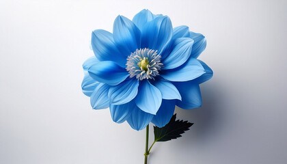 Fototapeta premium Vibrant Blue Flower With Delicate Petals Against Minimalist White Background