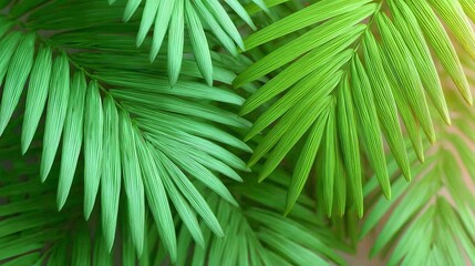 Close-up macro shot of vibrant green palm leaves with sunlight.