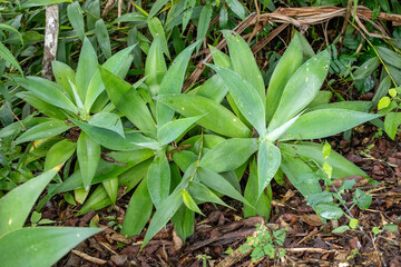 A close-up of Foxtail Agave (Agave attenuata), showing its rosettes of soft, green leaves in a garden bed with ground cover.