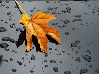 Maple Leaf on Wet Car