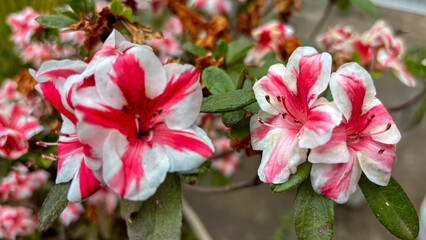 Vibrant close-up of Azalea flowers (Rhododendron) with striped petals in white and hot pink. Detail of the ornamental plant with green and yellow leaves in a pot in garden.