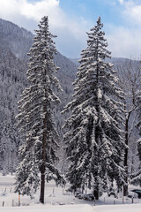 France - Peisey-Nancroix - Snowy Pine Trees - Winter forest scene