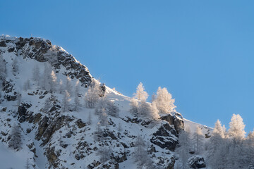  France - Peisey-Nancroix - Frosted Alpine Ridge - Snowy treetops in winter light
