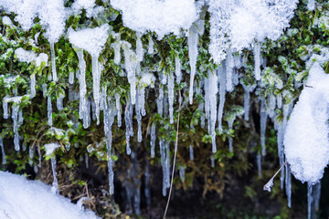 France - Peisey-Nancroix - Mine Palace - Icicles over moss-covered rocks