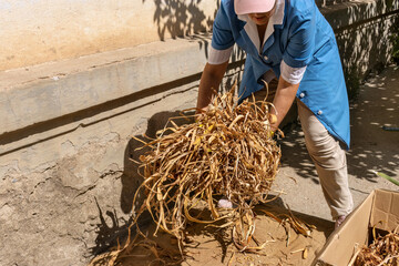 Woman gathering dried iris leaves. Harvested plant material for natural weaving, craft, and decoration. On sunny day.