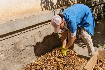 Woman near her home is engaged in preparation of raw materials for manufacture of placemats. Harvested plant material for natural weaving, craft, and decoration.