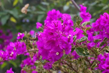 Fototapeta premium A close-up of Bougainvillea flowers, showing the vibrant magenta bracts and the small white flowers in focus.