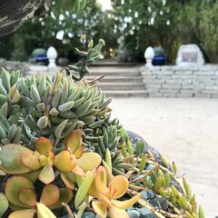 banana plantation in thailand