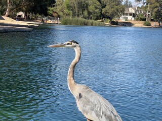 great blue heron ardea alba