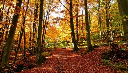 Autumn forest path bathed in sunlight (1)