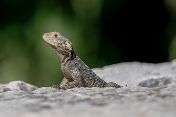 Obraz premium Turkey - Ephesus - Anatolian Rock Agama