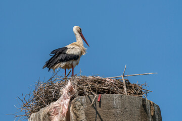 Turkey - Ephesus - Stork Nesting on Artemision Column