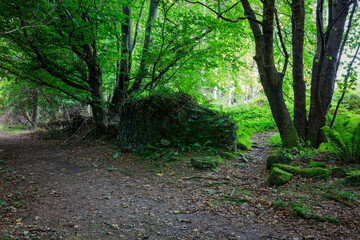 An old moss-covered wall in the forest, Northern Ireland.