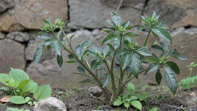The Common Herb Known as Patik Mas Which is Frequently Regarded and Categorized as Unwanted Plant or Yard Weed