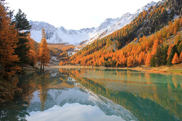 The wonderful Orceyrette Lake in autumn with larch tree forest, Briancon, hautes alpes, french alps