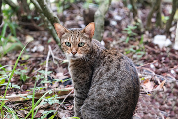 Closeup of a Watchful Savannah Cat in Natural Habitat