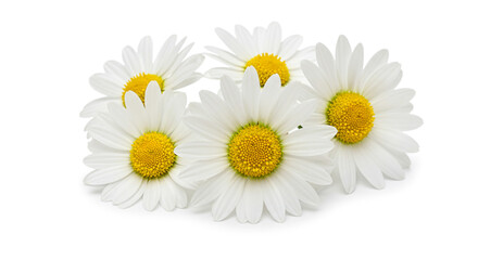 Obraz premium A cluster of pristine daisies, their white petals surrounding vibrant yellow centers, evokes a sense of springtime freshness and natural beauty against a stark white background.