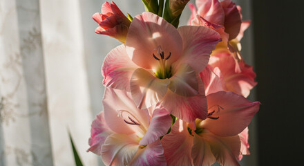 Delicate blush gladioli bathed in sunlight near a sheer curtain, their petals unfolding in gentle grace.