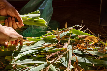 Close-up of woman's hands sorting through cut iris leaves collected for drying and then weaving into handicrafts. Sorting cut iris leaves. Organic handmade home decor production.