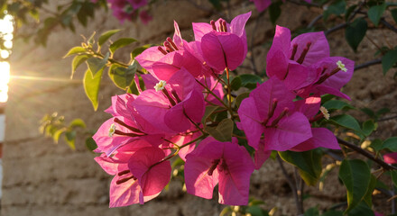 Vibrant bougainvillea blossoms bathed in warm sunset light, their rich pink petals glowing with a gentle radiance against a rustic backdrop.