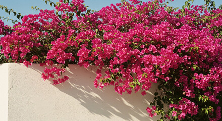 A vibrant bougainvillea explosion adorns a sun-drenched white wall, a breathtaking display of fuchsia flowers cascading in a summery scene under bright sunlight.