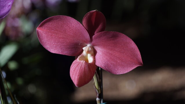 La imagen muestra una orqu&iacute;dea Phragmipedium Fritz Schomburg. 