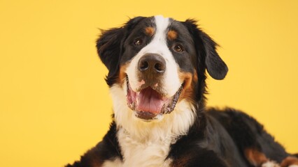 Bernese mountain dog smiling on yellow background