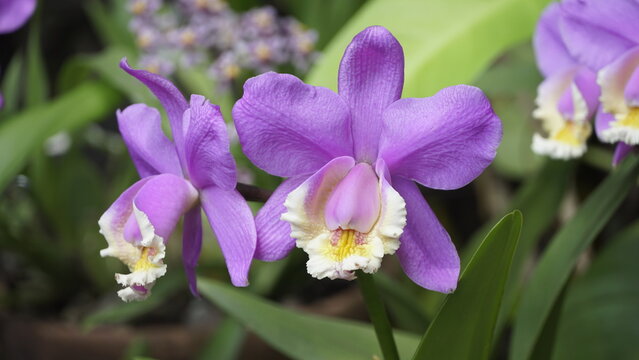 La imagen muestra orqu&iacute;deas del g&eacute;nero Cattleya, espec&iacute;ficamente especies como Cattleya harrisoniana o Cattleya loddigesii. 