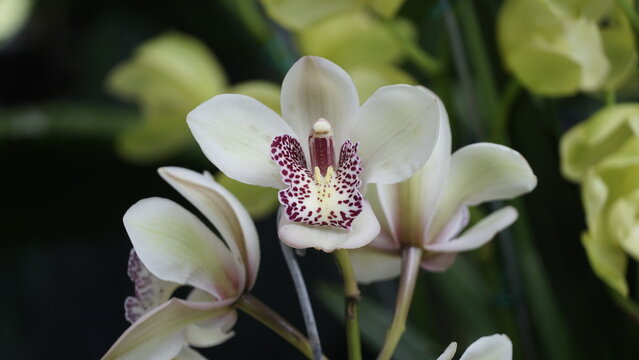 La imagen muestra una orqu&iacute;dea Cymbidium, tambi&eacute;n conocida como _orqu&iacute;dea barco_. Estas orqu&iacute;deas son originarias de las regiones tropicales y subtropicales de Asia y el norte de Australia. 