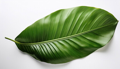 Fototapeta premium Tropical Leaf On White Background