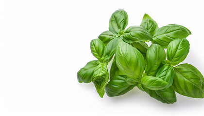 Obraz premium Fresh Basil Leaves On A White Background