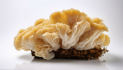 Tremella Mushroom Displayed Against A Plain White Backdrop