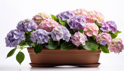Fototapeta premium Hydrangea Flowers In A Pot Isolated On White