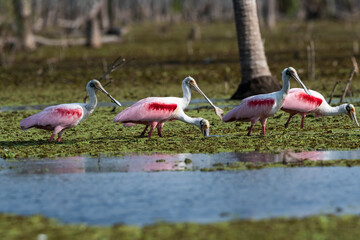 Roseate spoonbill, Platalea ajaja, La Estrella Marsh, Formosa Province, Argentina.