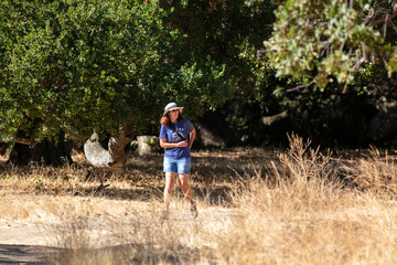 The Carmel Valley in Central California in a Coastal Hills Habitat looking at a Woman Biologist exploring a Coastal Live Oak Grove Habitat to evaluate an environmental study