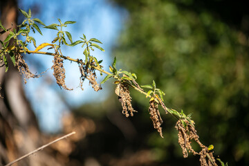 Stinging Nettle at Seed waiting to disperse